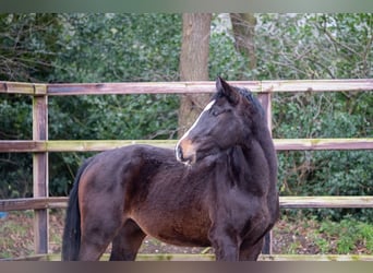 Belgian Warmblood, Stallion, 3 years, 16,2 hh, Bay-Dark