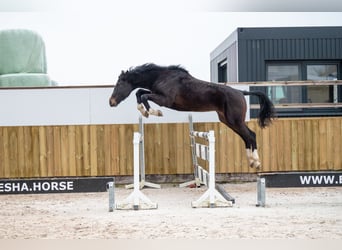 Belgian Warmblood, Stallion, 3 years, 16,2 hh, Bay-Dark