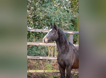 Belgian Warmblood, Stallion, 3 years, 16,2 hh, Bay-Dark