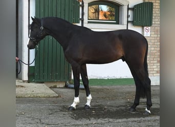 Belgian Warmblood, Stallion, 3 years, 16,2 hh, Bay-Dark