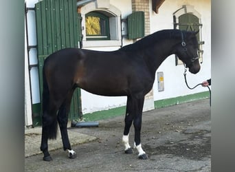 Belgian Warmblood, Stallion, 3 years, 16,2 hh, Bay-Dark