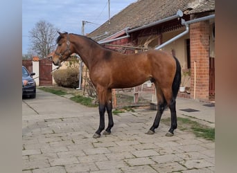 Belgian Warmblood, Stallion, 3 years, 16.2 hh, Brown