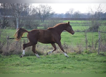 Belgian Warmblood, Stallion, 3 years, 16.2 hh, Chestnut-Red
