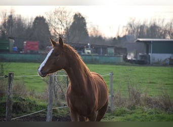 Belgian Warmblood, Stallion, 3 years, 16.2 hh, Chestnut-Red