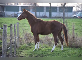Belgian Warmblood, Stallion, 3 years, 16.2 hh, Chestnut-Red