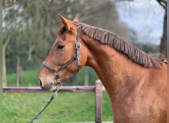 Belgian Warmblood, Stallion, 3 years, 16.2 hh, Chestnut-Red