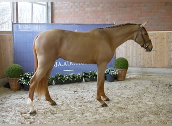 Belgian Warmblood, Stallion, 3 years, 16.2 hh, Chestnut