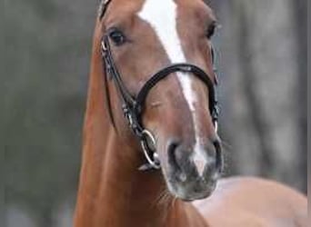 Belgian Warmblood, Stallion, 3 years, 16,2 hh, Chestnut