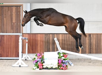 Belgian Warmblood, Stallion, 3 years, 16.3 hh, Bay