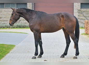 Belgian Warmblood, Stallion, 3 years, 16.3 hh, Bay
