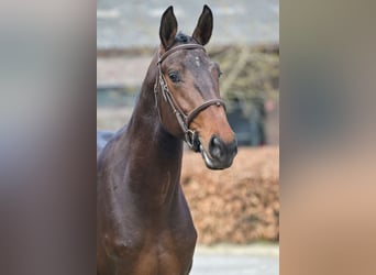 Belgian Warmblood, Stallion, 3 years, 16.3 hh, Bay