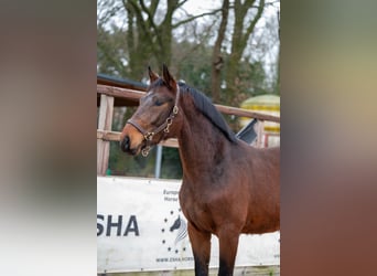 Belgian Warmblood, Stallion, 3 years, 16,3 hh, Brown