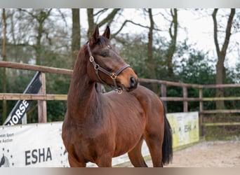 Belgian Warmblood, Stallion, 3 years, 16,3 hh, Brown