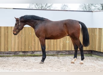 Belgian Warmblood, Stallion, 3 years, 16,3 hh, Brown