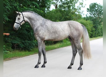 Belgian Warmblood, Stallion, 3 years, 16.3 hh, Gray-Dapple