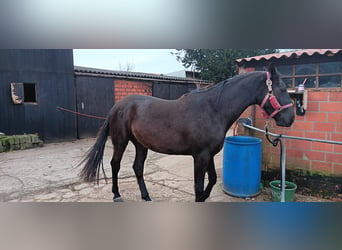 Belgian Warmblood, Stallion, 3 years, 16 hh, Bay-Dark