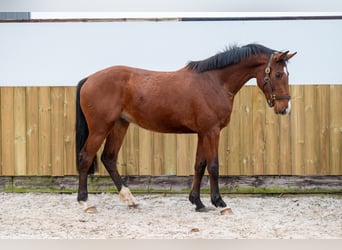 Belgian Warmblood, Stallion, 3 years, 16 hh, Brown