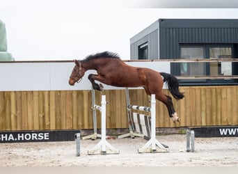 Belgian Warmblood, Stallion, 3 years, 16 hh, Brown