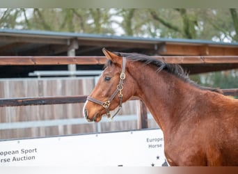 Belgian Warmblood, Stallion, 3 years, 16 hh, Brown