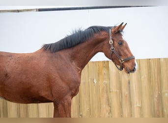 Belgian Warmblood, Stallion, 3 years, 16 hh, Brown