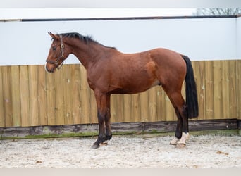 Belgian Warmblood, Stallion, 3 years, 16 hh, Brown