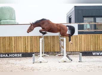 Belgian Warmblood, Stallion, 3 years, 16 hh, Brown