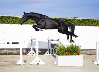 Belgian Warmblood, Stallion, 3 years, 16,1 hh, Bay-Dark