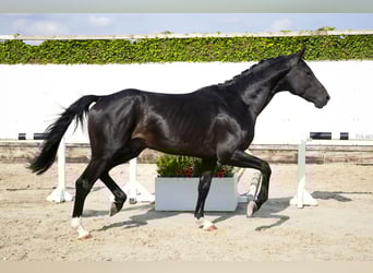 Belgian Warmblood, Stallion, 3 years, 16,1 hh, Bay-Dark