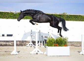 Belgian Warmblood, Stallion, 3 years, 16,1 hh, Bay-Dark