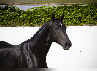 Belgian Warmblood, Stallion, 3 years, 16,1 hh, Bay-Dark