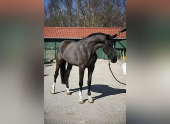 Belgian Warmblood, Stallion, 3 years, 16,1 hh, Black