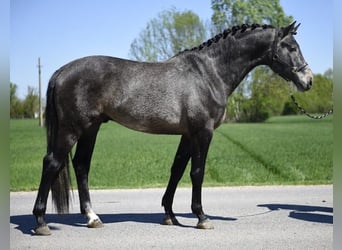 Belgian Warmblood, Stallion, 3 years, 16,1 hh, Grey
