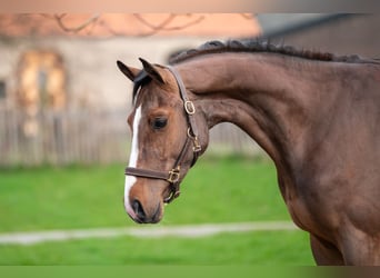 Belgian Warmblood, Stallion, 3 years, 16,1 hh