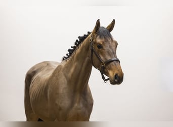 Belgian Warmblood, Stallion, 3 years, 16,1 hh