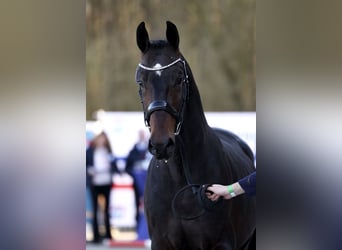 Belgian Warmblood, Stallion, 3 years, 16,2 hh, Bay-Dark