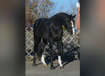 Belgian Warmblood, Stallion, 3 years, 16,2 hh, Black