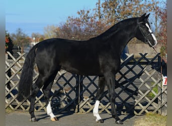 Belgian Warmblood, Stallion, 3 years, 16,2 hh, Black
