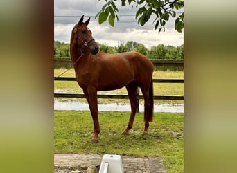 Belgian Warmblood, Stallion, 3 years, 17 hh, Chestnut-Red