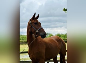 Belgian Warmblood, Stallion, 3 years, 17 hh, Chestnut-Red