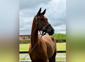 Belgian Warmblood, Stallion, 3 years, 17 hh, Chestnut-Red