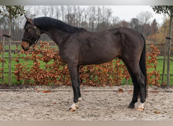 Belgian Warmblood, Stallion, 3 years, Bay-Dark