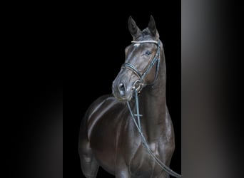 Belgian Warmblood, Stallion, 3 years, Black