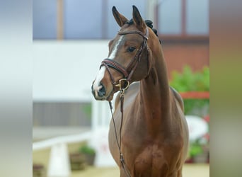 Belgian Warmblood, Stallion, 3 years, Brown