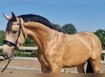 Belgian Warmblood, Stallion, 3 years, Buckskin