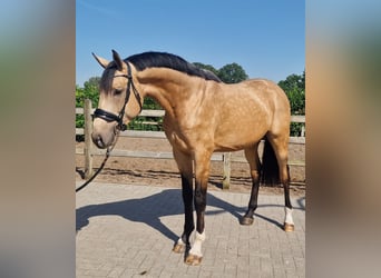 Belgian Warmblood, Stallion, 3 years, Buckskin