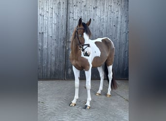 Belgian Warmblood, Stallion, 4 years, 14 hh, Pinto