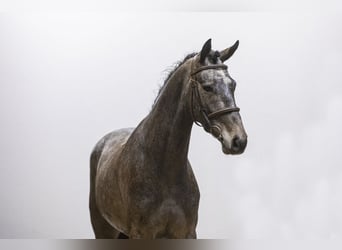 Belgian Warmblood, Stallion, 4 years, 15.2 hh, Gray