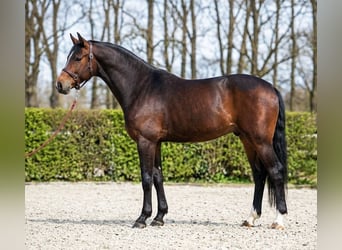 Belgian Warmblood, Stallion, 4 years, 16.1 hh, Bay