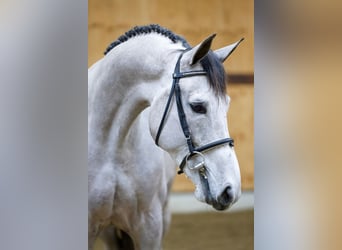 Belgian Warmblood, Stallion, 4 years, 16.1 hh