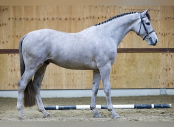 Belgian Warmblood, Stallion, 4 years, 16.1 hh